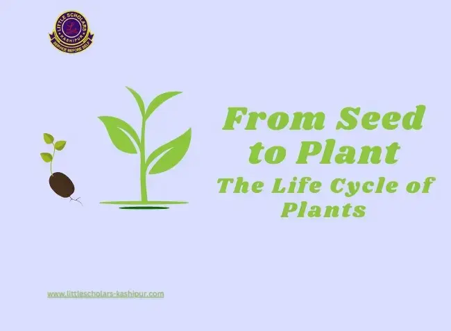  Image depicting various growth stages of plants, from seedling to maturity, illustrating the journey of botanical development.